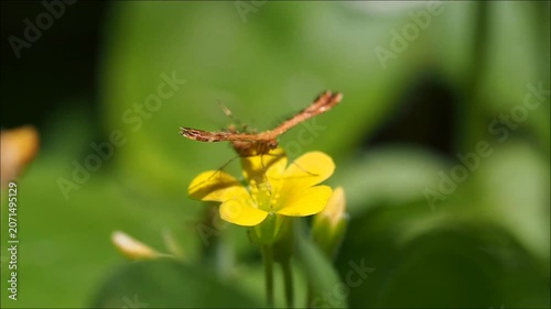 Bi-plane like Plume moth of Mauritius extracting nectar from yellow flower