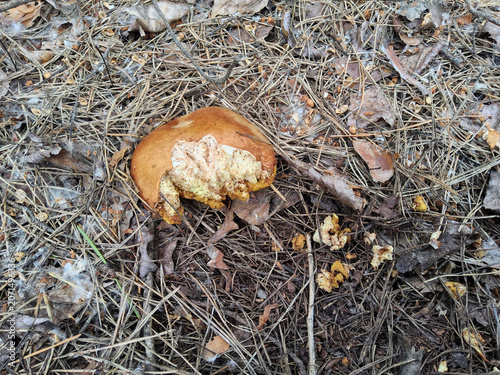 Wild mushroom Suillus luteus — Slippery Jack (maslyuk) on a pine forest floor with needles and leaf litter; damaged brown cap with yellow pores, top view natural macro.