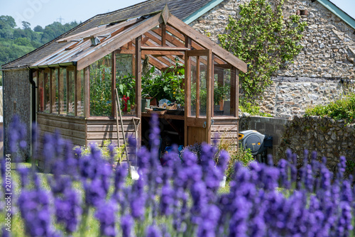 A wooden greenhouse in an English country garden. Gardening image. A colourful image with softly focused lavender in the Foreground. Selective focus on the Greenhouse.