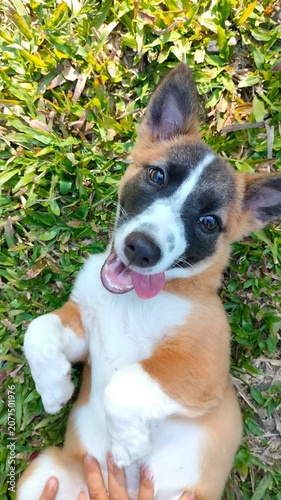 Mixed Breed Dog Lying on Green Grass Looking at Camera