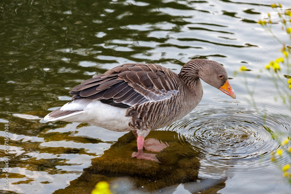 Fototapeta premium Greylag Goose Standing in Shallow Water Creating Gentle Ripples