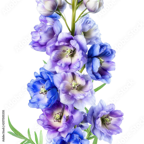Delicate bouquet of vibrant blue and purple delphiniums isolated on white background