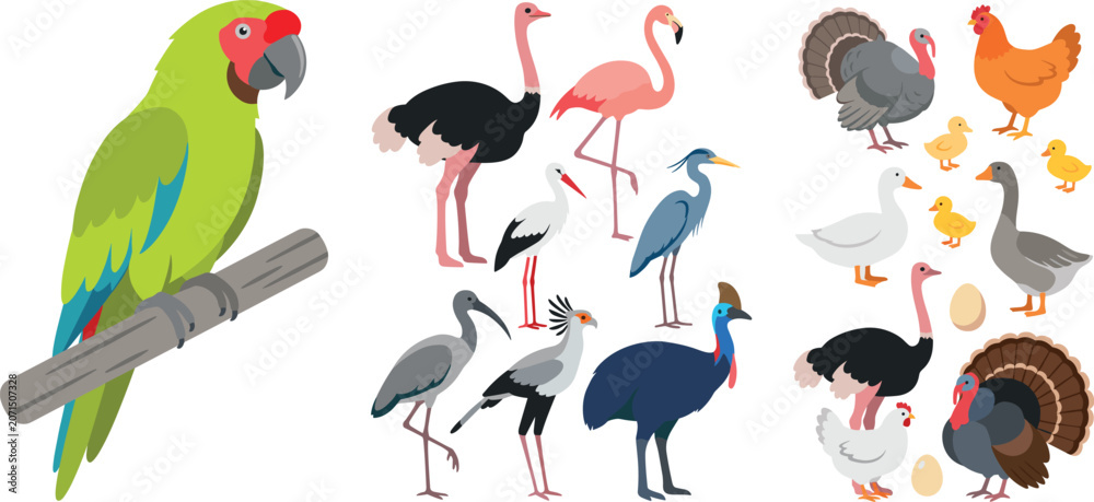 Naklejka premium Wild and domestic bird illustrations bundle with colorful parrot flamingo crane cassowary and farm geese for nature graphics