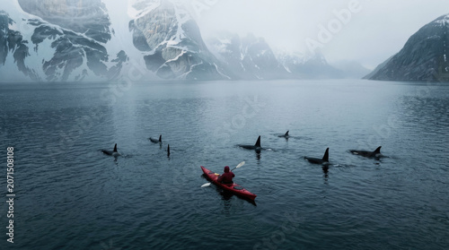 High angle view of a kayaker paddling alongside a pod of orca whales in fjord