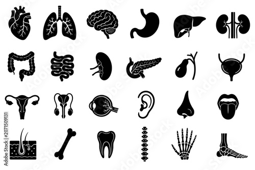Human internal organs for science and chemistry study icons