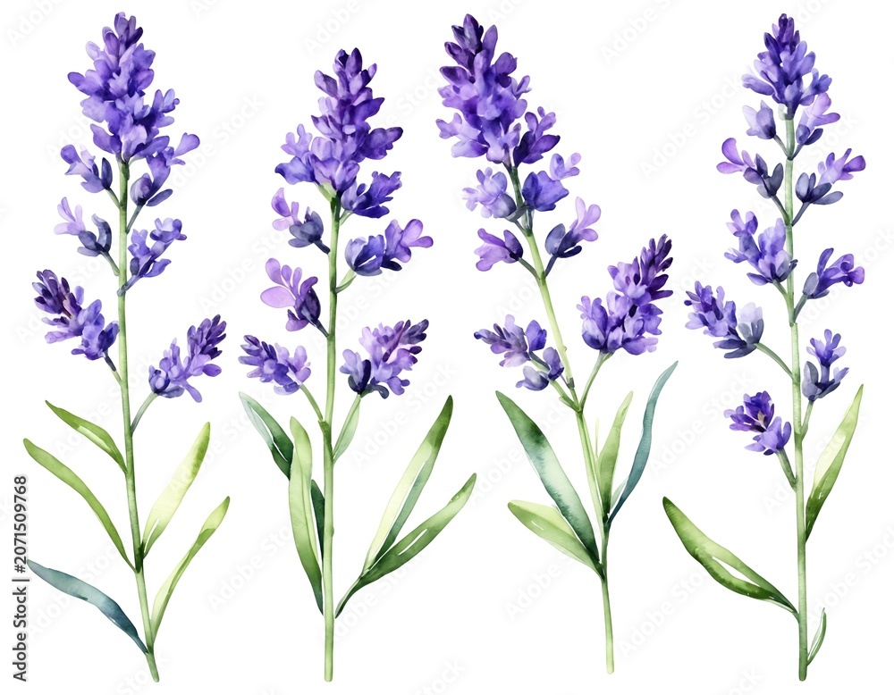 Obraz premium Watercolor style purple lavender set isolated on white background 