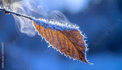  Frozen Leaf with Delicate Ice Crystals in Blue Hour Light