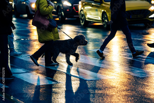 People and a dog walking on a crosswalk at night with golden car light reflections on wet street