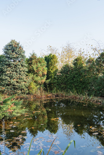 Small pond reflects surrounding trees with their autumn-hued leaves, while fallen leaves cover ground nearby. Nature concept for design.