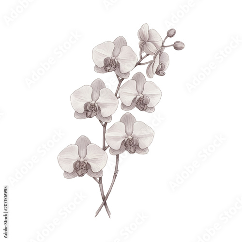 white flower isolated on white, vector illustration