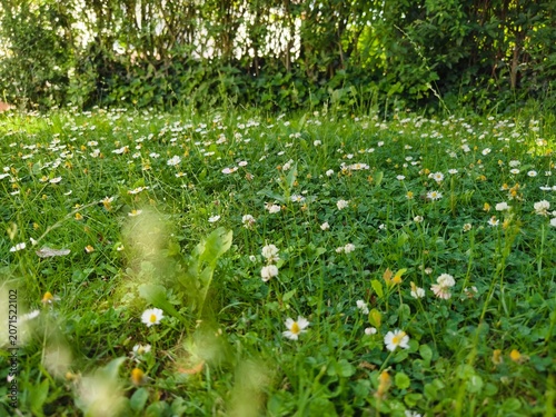 A lawn in the garden full of daisies, clover, and dandelions, bordered in the background by a green hedge. Should the lawn be mowed in the sun?