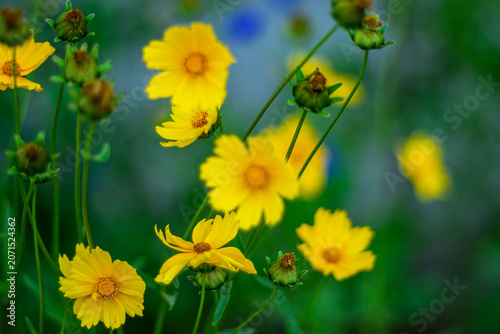 Yellow summer flowers on a blurred natural background.