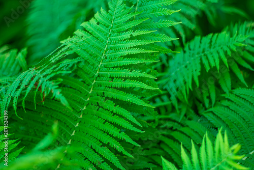 Fern leaves as green natural summer background.