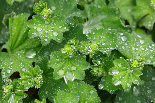 Slika na platnu Soft Focus Lady's Mantle Alchemilla mollis Foliage with Morning Dew Drops