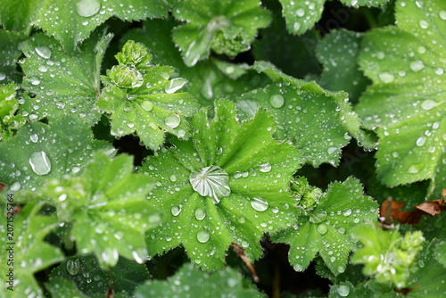 Canvas-taulu Lady's Mantle Alchemilla mollis Leaves with Water Droplets After Rainfall
