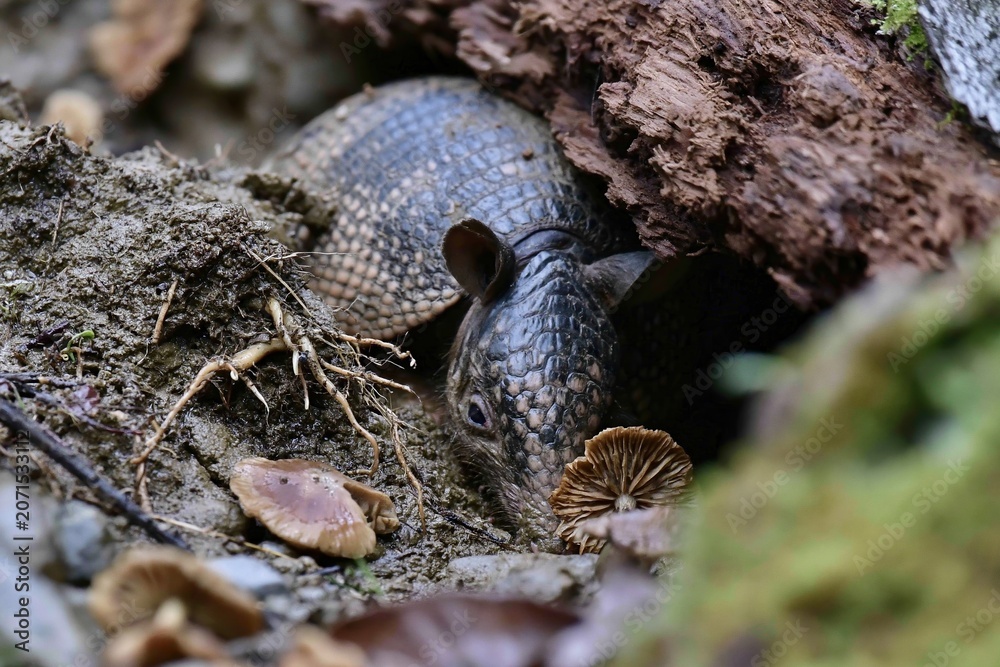 Obraz premium Armadillo Amongst Forest Floor Mushrooms