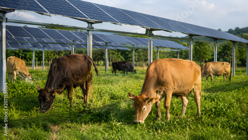 Cattle grazing beneath solar panels in sustainable agrivoltaic pasture