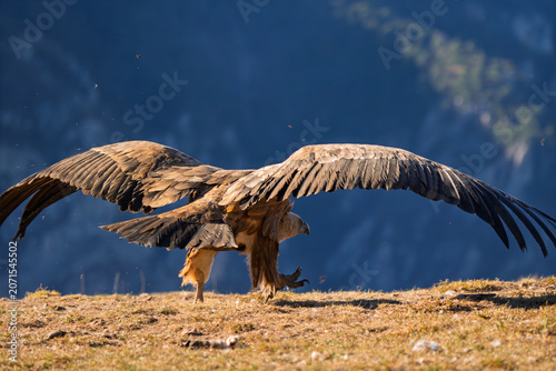 Quadro su tela Action sequence of a wild Griffon Vulture (Gyps fulvus) maneuvering on a mountai