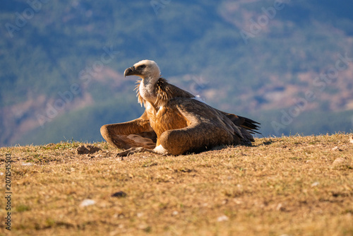 Obraz na plátne Griffon Vulture (Gyps fulvus) resting on a sunny mountain slope