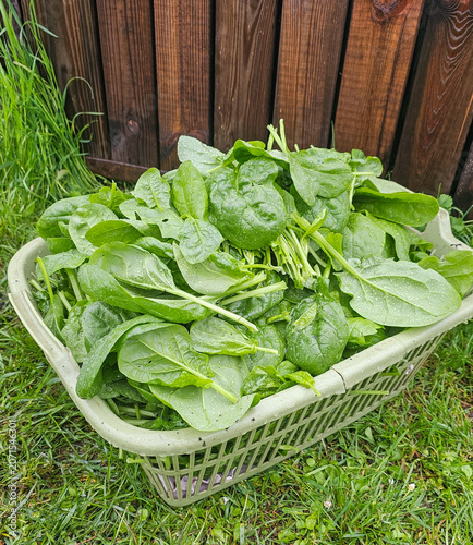 Frisch geernteter Spinat im Korb aus dem eigenen Garten