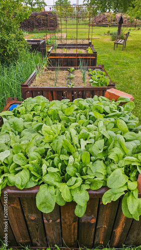 Üppiger Spinat im Hochbeet nach Regen im naturnahen Gemüsegarten