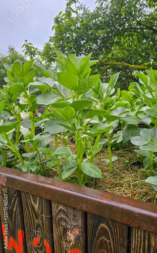 Blühende Dicke Bohnen im Hochbeet eines naturnahen Gartens