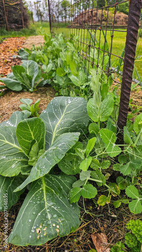 Mischkultur aus Kohl und Erbsen im nachhaltigen Gemüsegarten