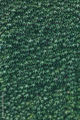 Lush green ivy covering a textured wall in an urban setting during a bright and sunny day