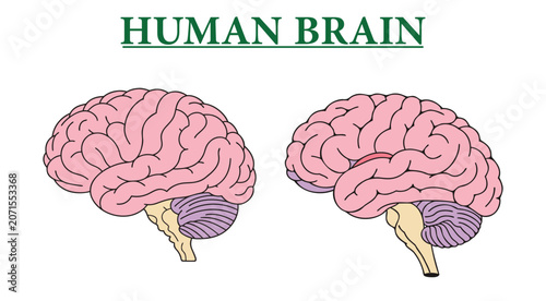 Schilderij op canvas A professional medical vector illustration showcasing a detailed anatomical view of the human brain from the side