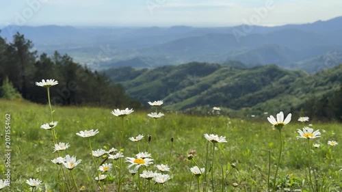 Margherite in un prato di montagna