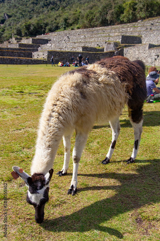 Fototapeta premium Llama grazing at Machu Picchu archaeological site in Peru