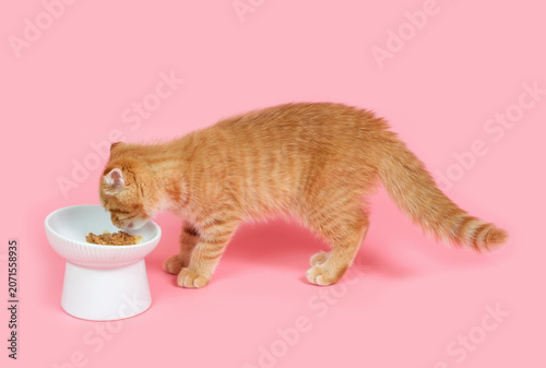 A tabby kitten eats wet food from bowl on pink background.