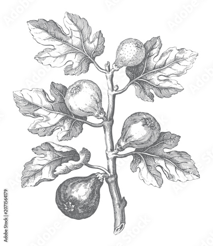 Botanical fig branch artwork with fruit and leaves in hand drawn vintage sketch.