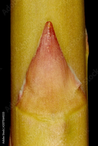Garden Asparagus (Asparagus officinalis). Scale Leaf Closeup