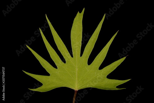Photos Cardinal Climber (Ipomoea x multifida). Leaf Closeup