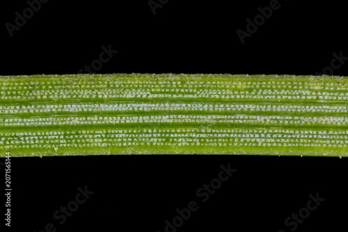 Scots Pine (Pinus sylvestris). Acicular Leaf Detail Closeup