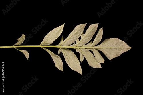 Canvastavla Persian Cornflower (Psephellus dealbatus). Leaf Closeup