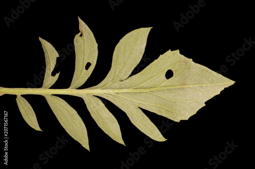 Cuadro en lienzo Persian Cornflower (Psephellus dealbatus). Leaf Closeup