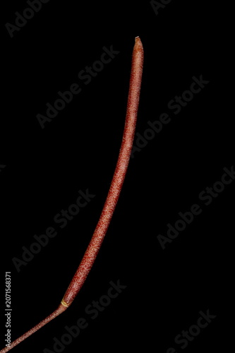 Canvastavla Flixweed (Descurainia sophia). Mature Fruit Closeup