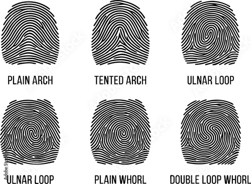 Six Fingerprint Types Set — Plain Arch Tented Arch Ulnar Loop Plain Whorl Double Loop Whorl Black Vector Forensic Biometric Identity Chart