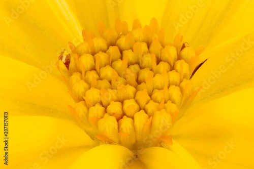 Tableau sur toile Arizona Beggarticks (Bidens aurea). Disc Florets Closeup