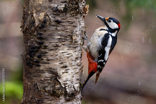 Mittelspecht (Leiopicus medius)