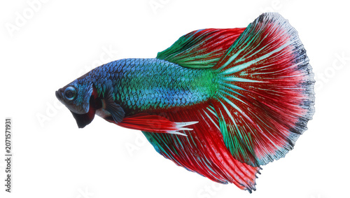 Vibrant blue and green Betta fish with flowing red fins, isolated on transparent background