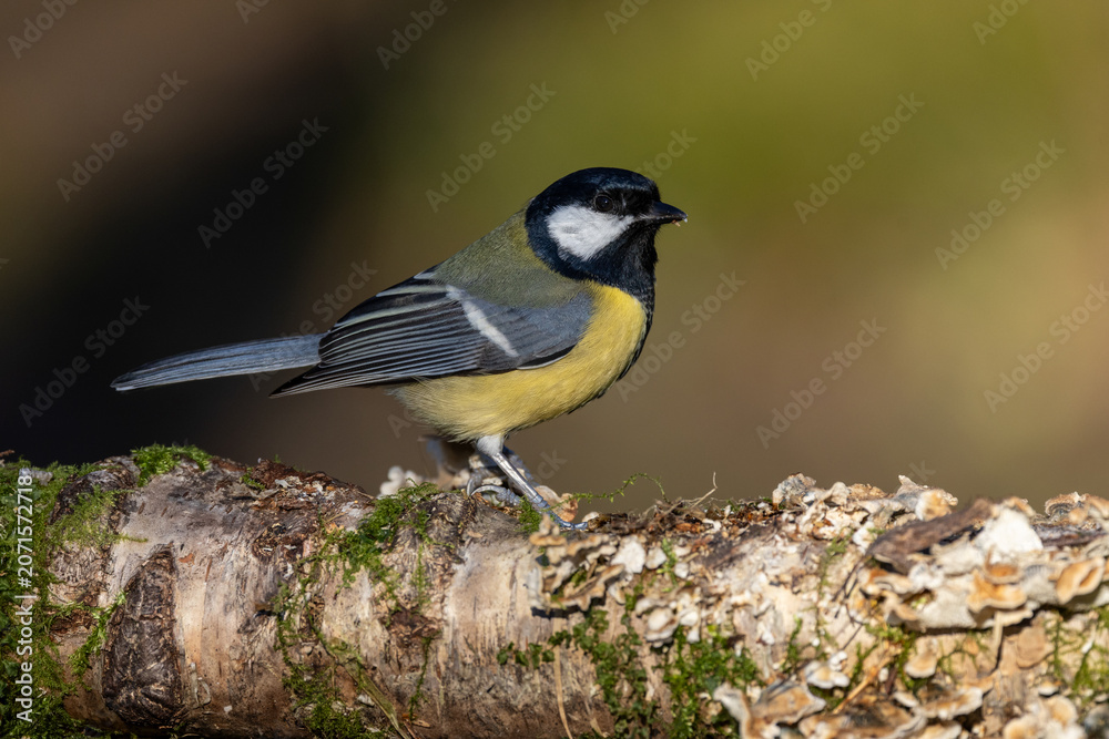 Naklejka premium Kohlmeise (parus major)