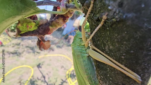 Grasshopper on an apple branch waiting for prey on a sunny summer day