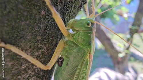 Grasshopper on an apple branch waiting for prey on a sunny summer day