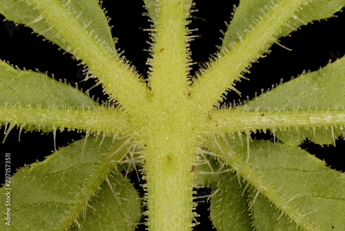 Photography Spider Flower (Cleome houtteana). Leaflets Base Closeup