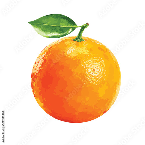 Cuadro en lienzo Orange Fruit Isolated Illustration
