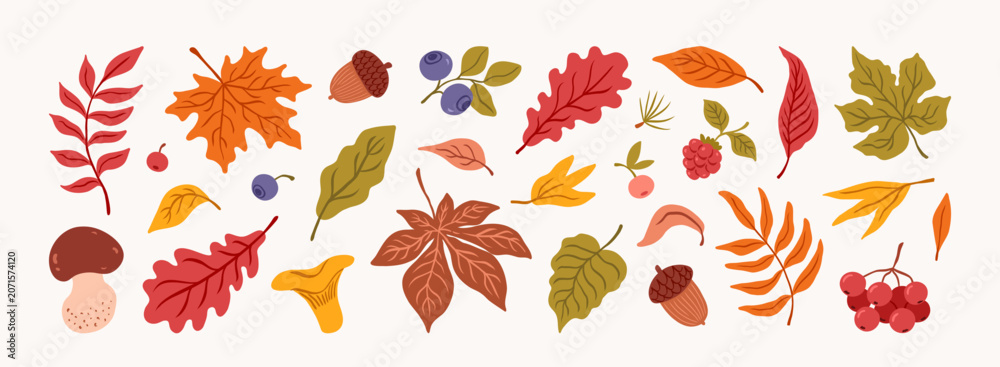 Naklejka premium Hand drawn set autumn elements. Fall leaves, mushroom, leaf maple, blueberry, acorn, chanterelle, rowan, berries, oak,. Harvest time. Forest nature. Autumn floral stickers. Vector flat illustration.
