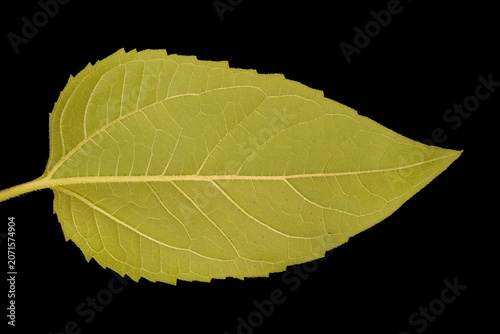 Bilde på lerret Common Sunflower (Helianthus annuus). Leaf Closeup
